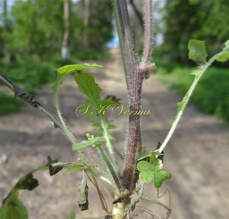  Stem